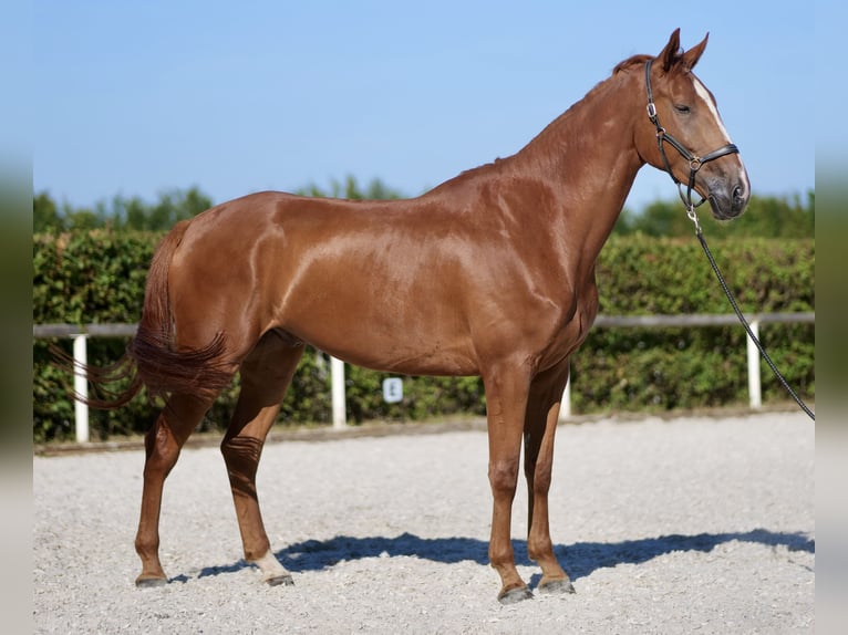 KWPN Gelding 5 years 17 hh Chestnut-Red in Neustadt (Wied)