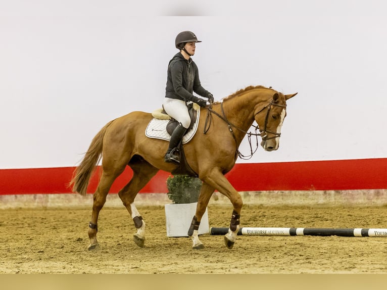 KWPN Gelding 5 years 17 hh Chestnut in Waddinxveen