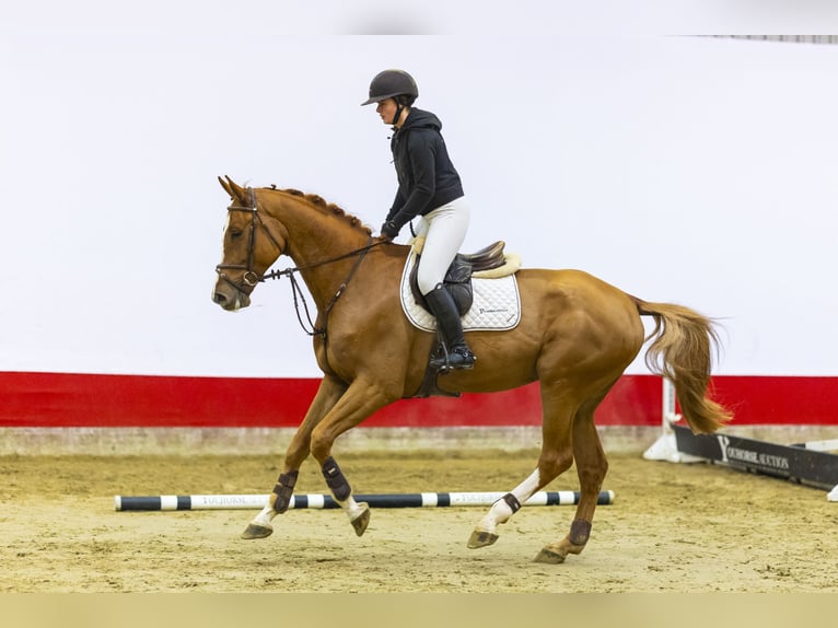 KWPN Gelding 5 years 17 hh Chestnut in Waddinxveen