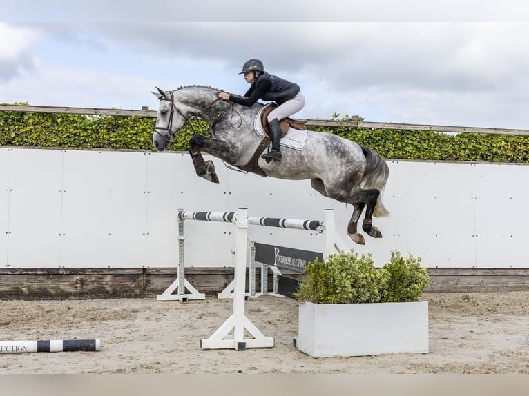 KWPN Gelding 5 years 17 hh Grey in Waddinxveen