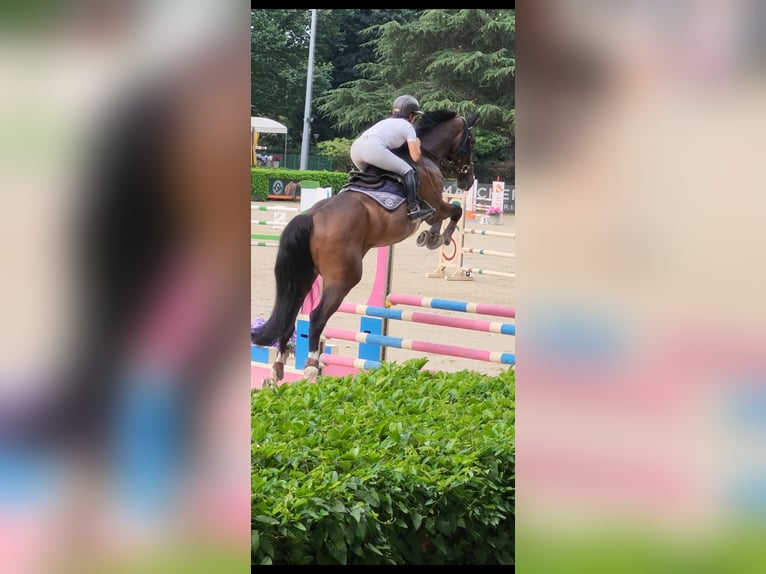 KWPN Gelding 5 years 17 hh Roan-Bay in Nova Milanese