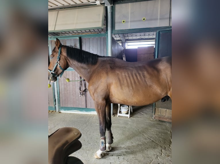 KWPN Gelding 5 years 17 hh Roan-Bay in Robbiano Di Giussano