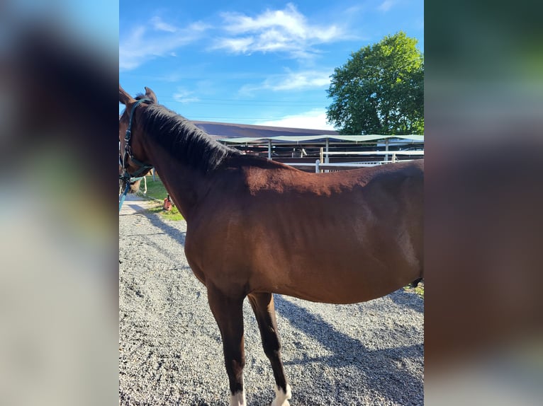 KWPN Gelding 5 years 17 hh Roan-Bay in Robbiano Di Giussano