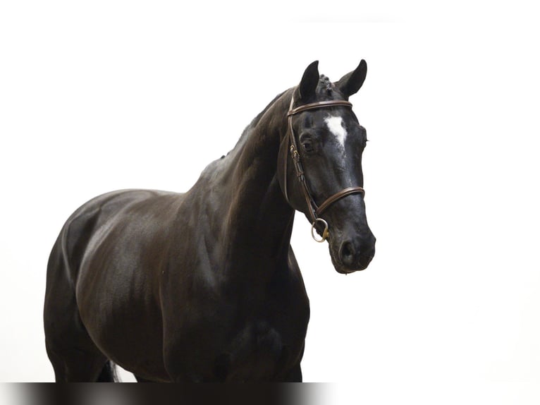 KWPN Gelding 5 years 17 hh Smoky-Black in Waddinxveen
