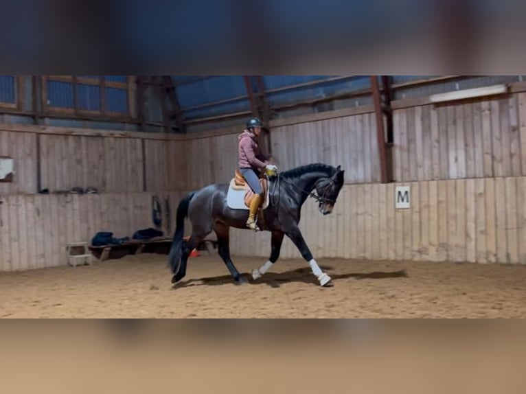 KWPN Gelding 5 years 17,1 hh Bay-Dark in Paupis KWPN Gelding 5 years 17,1 hh Bay-Dark in Paupis