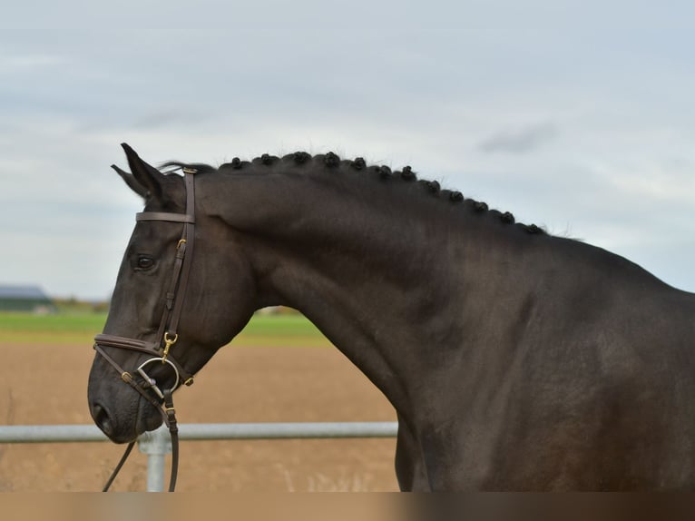 KWPN Gelding 5 years 17,1 hh Black in Geilenkirchen