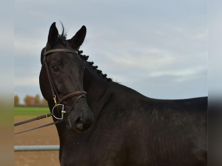KWPN Gelding 5 years 17,1 hh Black in Geilenkirchen