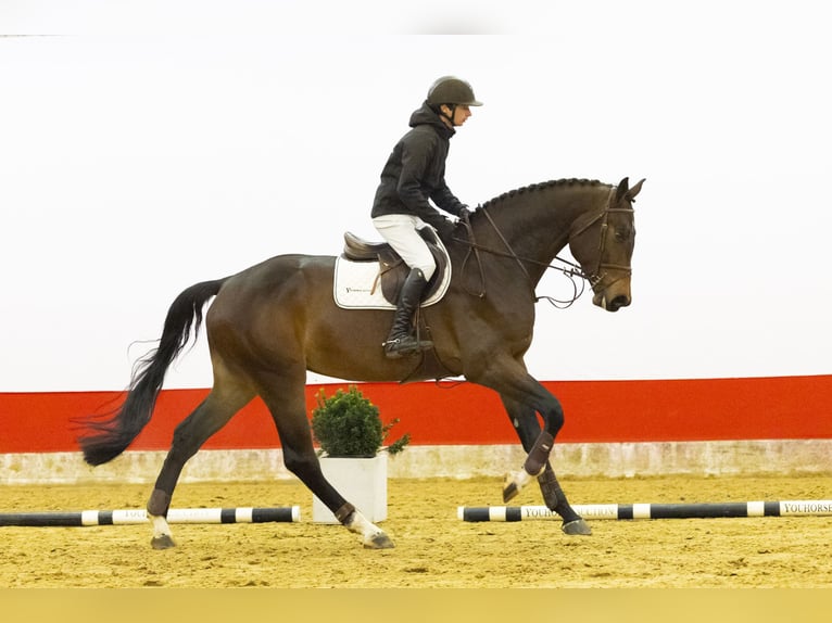 KWPN Gelding 5 years 17,1 hh Brown in Waddinxveen