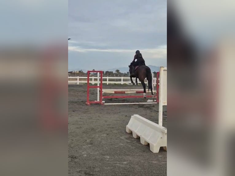 KWPN Gelding 5 years 17,2 hh Bay-Dark in Murcia