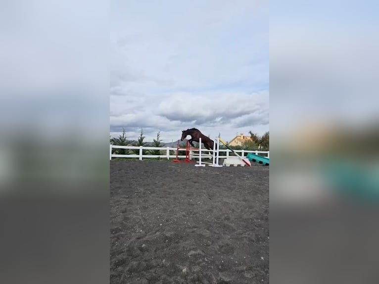 KWPN Gelding 5 years 17,2 hh Bay-Dark in Murcia