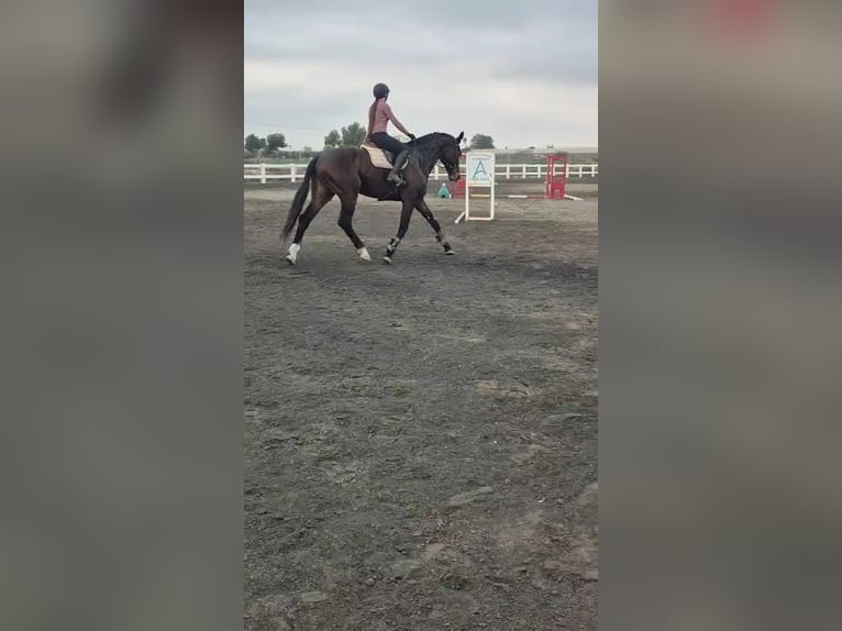 KWPN Gelding 5 years 17,2 hh Bay-Dark in Murcia