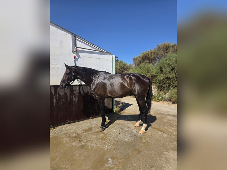 KWPN Gelding 5 years 17,2 hh Bay-Dark in Murcia