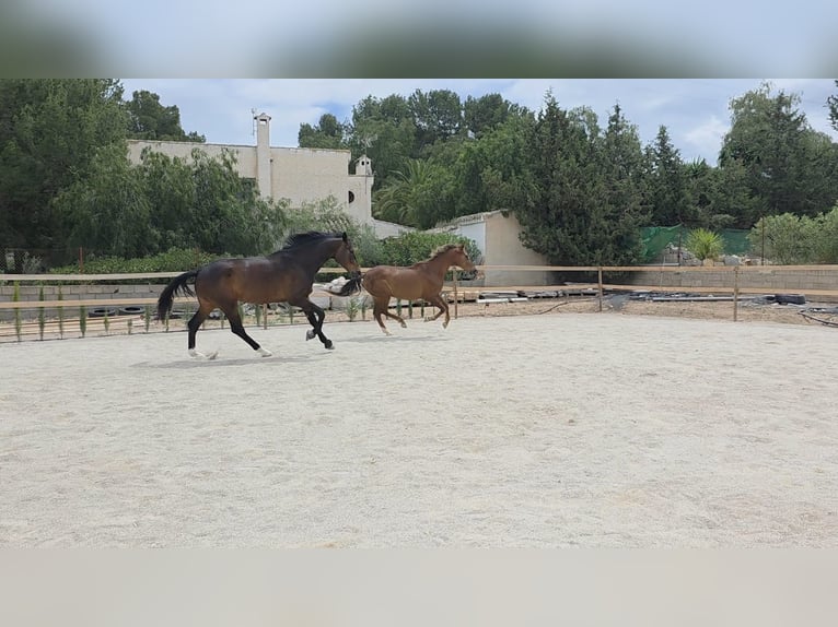 KWPN Gelding 5 years 17,2 hh Bay-Dark in Murcia