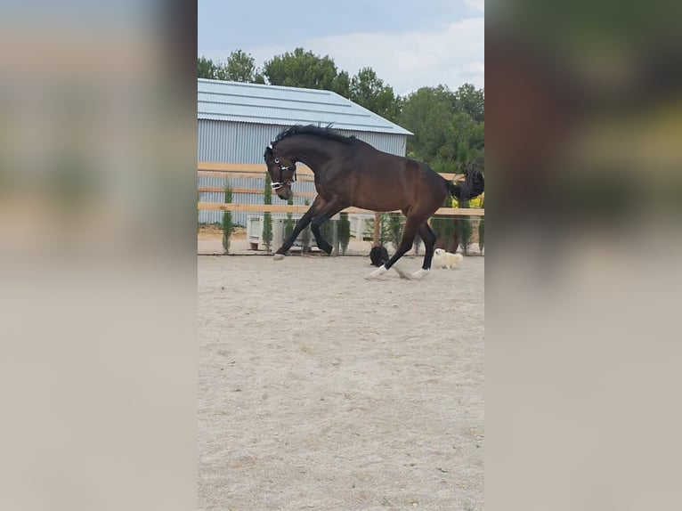 KWPN Gelding 5 years 17,2 hh Bay-Dark in Murcia