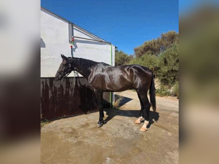 KWPN Gelding 5 years 17,2 hh Bay-Dark in Murcia