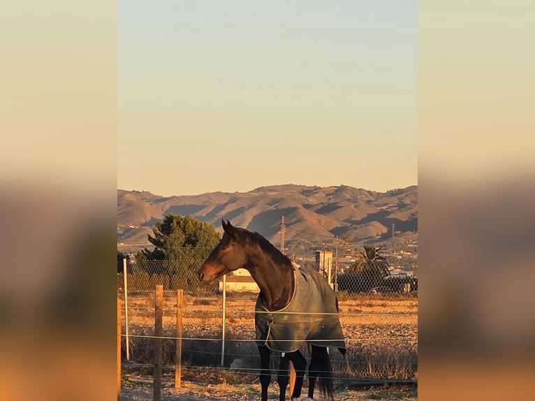 KWPN Gelding 5 years 17,2 hh Bay-Dark in Murcia