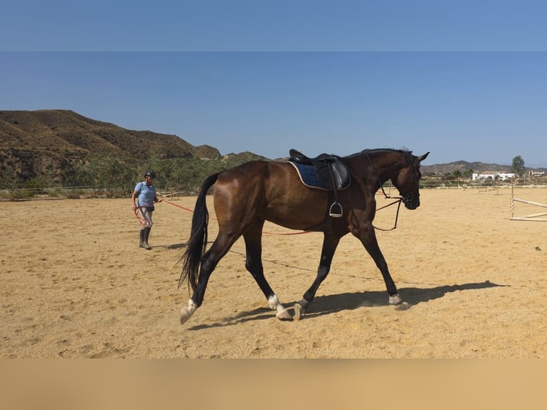 KWPN Gelding 5 years 17,2 hh Bay-Dark in Murcia