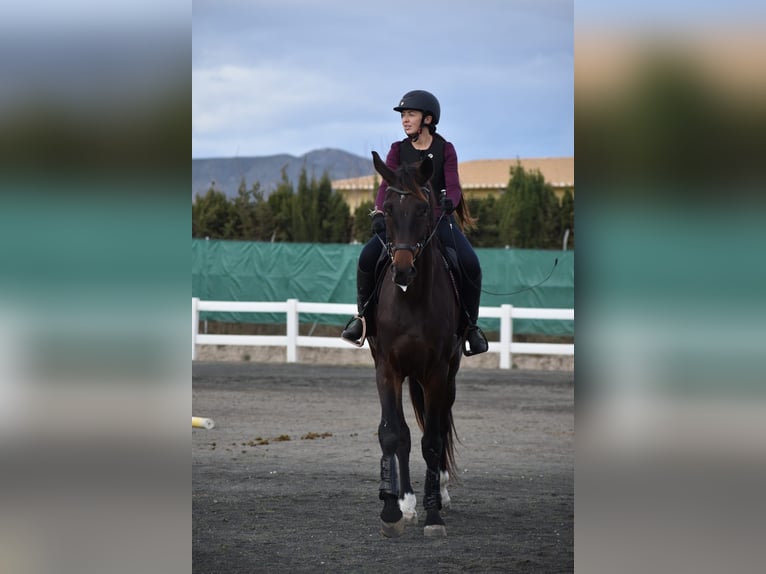 KWPN Gelding 5 years 17,2 hh Bay-Dark in Murcia