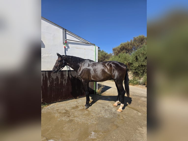 KWPN Gelding 5 years 17,2 hh Bay-Dark in Murcia