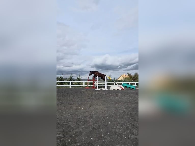 KWPN Gelding 5 years 17,2 hh Bay-Dark in Murcia