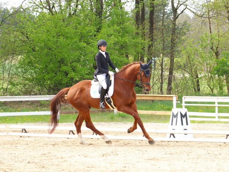 KWPN Gelding 5 years 17,2 hh Chestnut-Red in Dziemiany