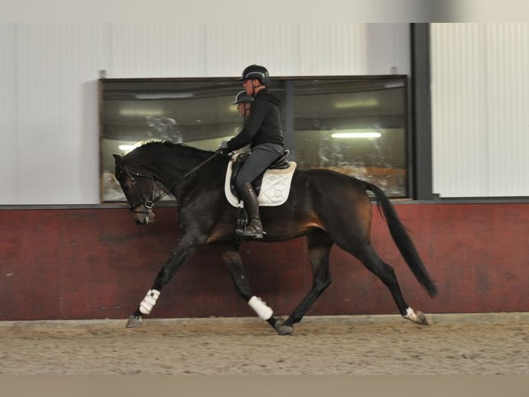 KWPN Gelding 5 years 18 hh Bay-Dark in Lunteren