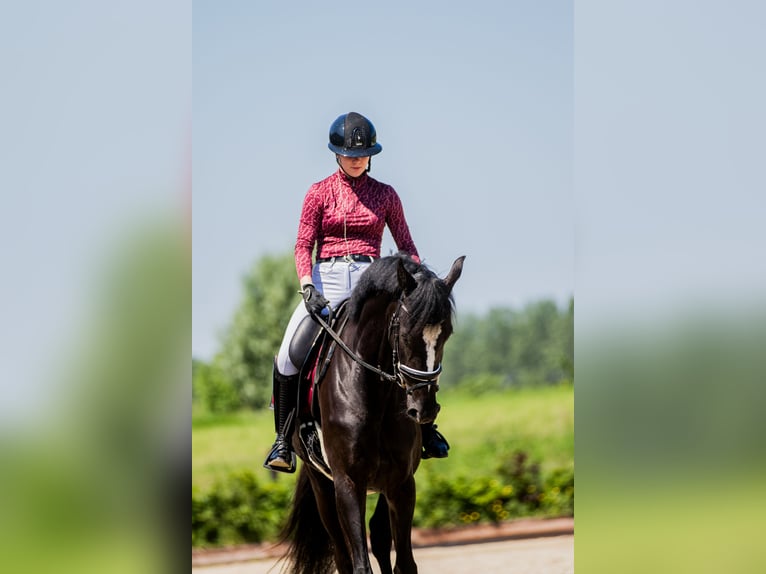 KWPN Gelding 5 years 18 hh Black in Ouddorp