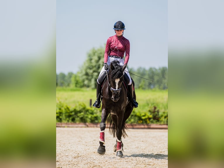 KWPN Gelding 5 years 18 hh Black in Ouddorp