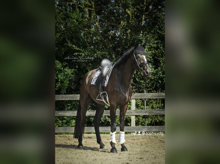 KWPN Gelding 5 years 18 hh Black in Ouddorp