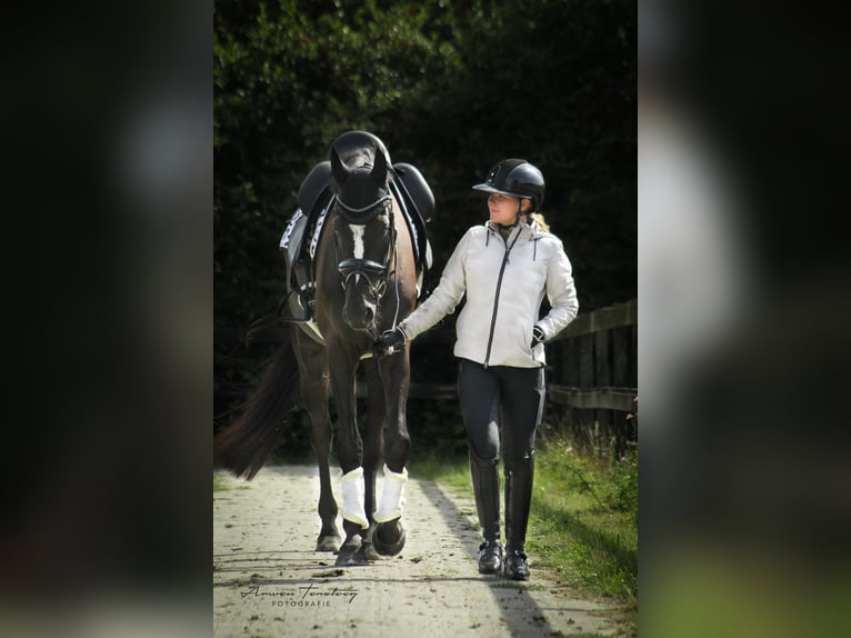 KWPN Gelding 5 years 18 hh Black in Ouddorp