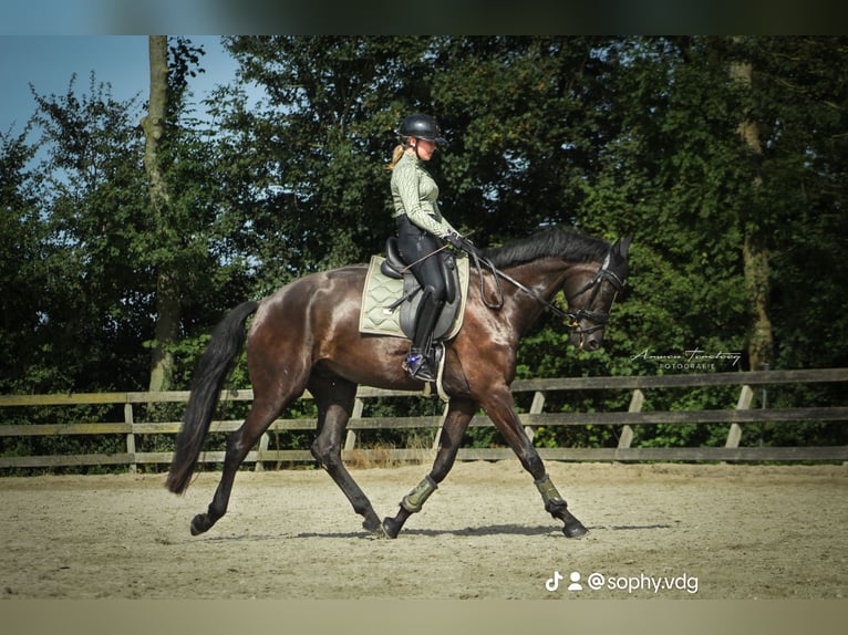 KWPN Gelding 5 years 18 hh Black in Ouddorp