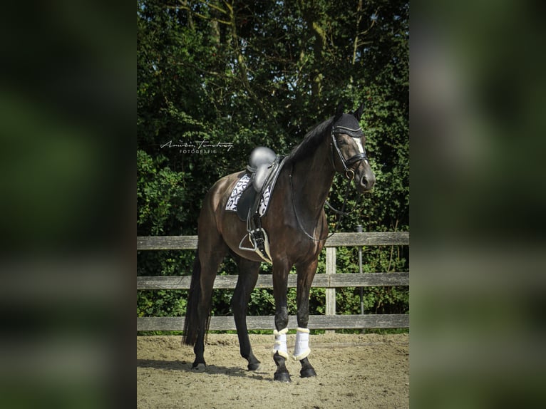 KWPN Gelding 5 years 18 hh Black in Ouddorp