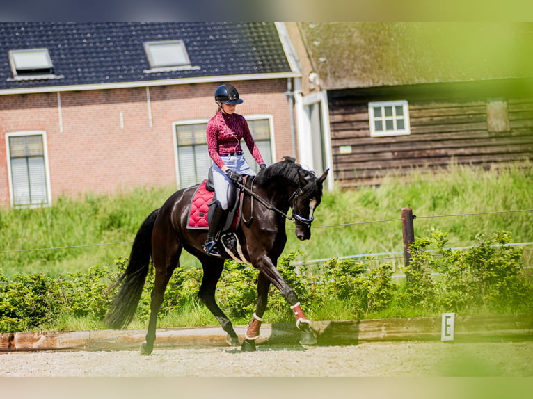 KWPN Gelding 5 years 18 hh Black in Ouddorp