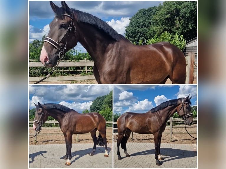 KWPN Gelding 5 years Bay-Dark in Den Ham KWPN Gelding 5 years Bay-Dark in Den Ham