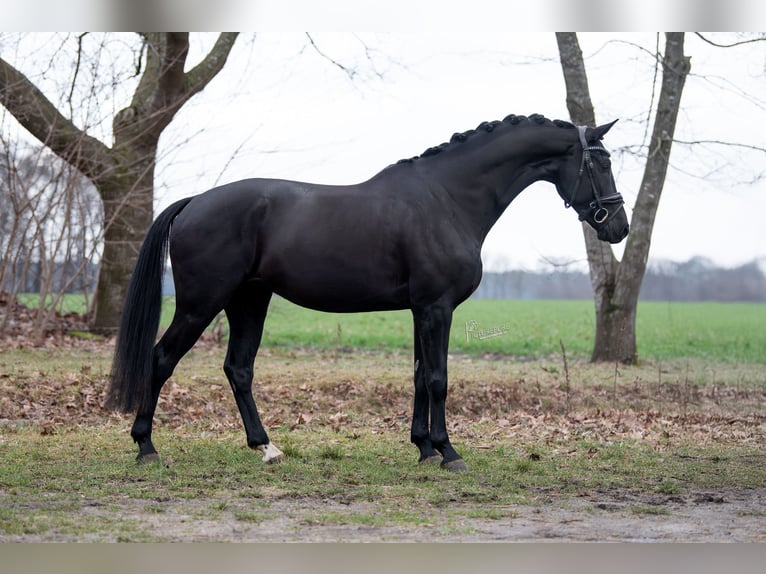 KWPN Gelding 5 years Black in Peer