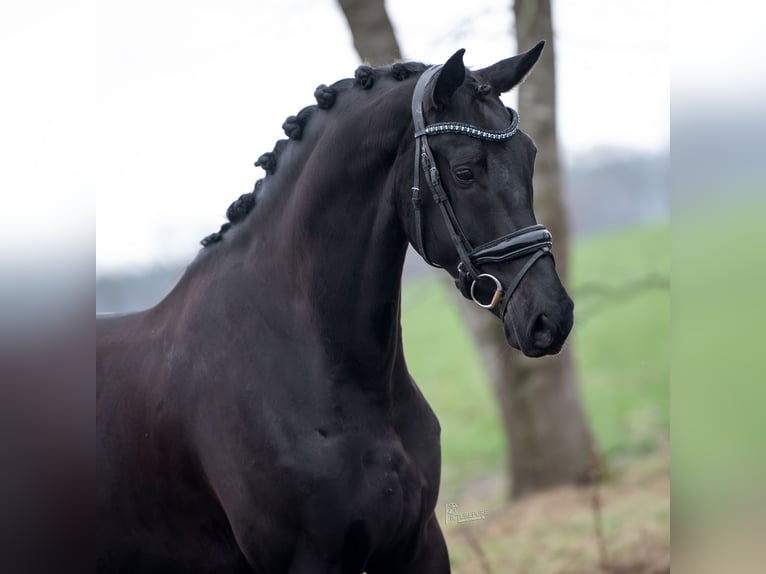 KWPN Gelding 5 years Black in Peer