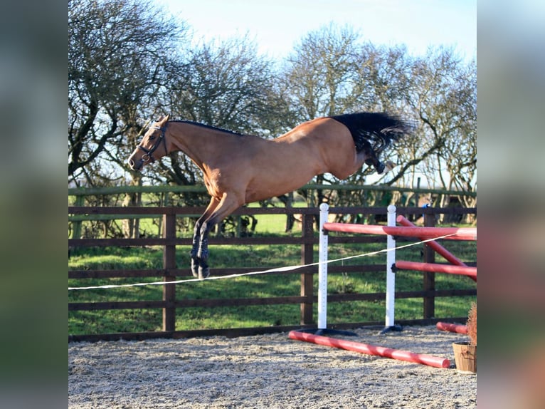 KWPN Gelding 5 years Brown-Light in Madrid