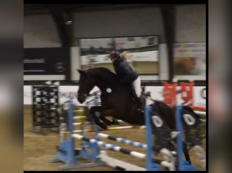 KWPN Gelding 5 years Brown in W&#xE4;chtersbach