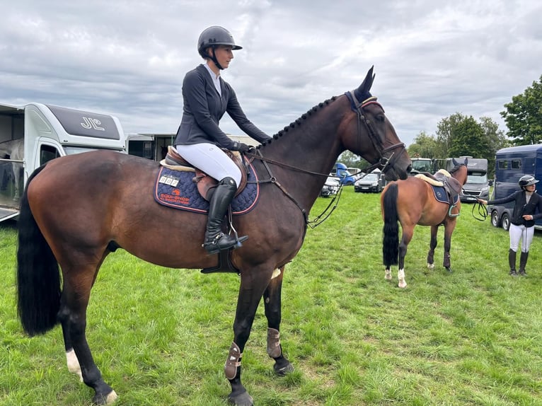 KWPN Gelding 5 years Brown in W&#xE4;chtersbach