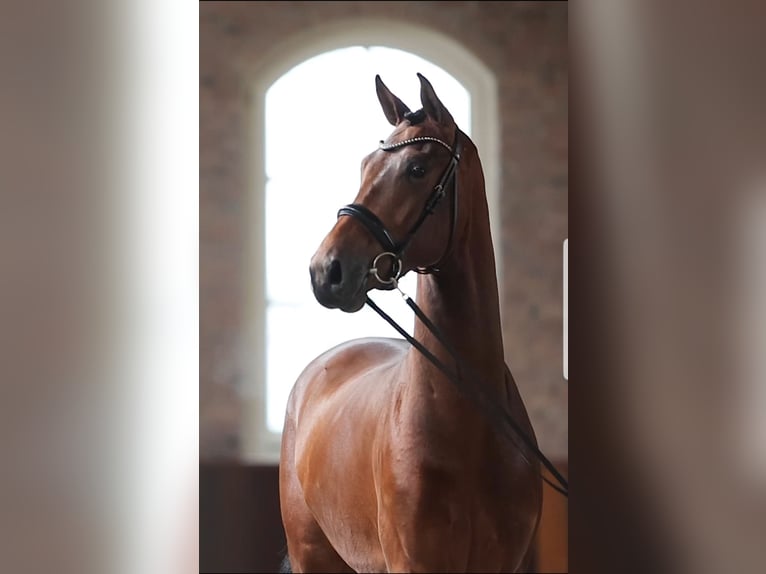 KWPN Gelding 5 years  in Békéscsaba