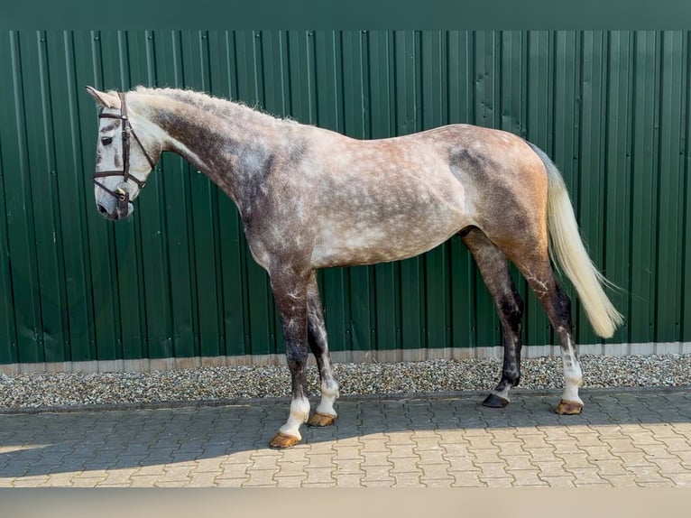 KWPN Gelding 5 years Grey in Tönisvorst