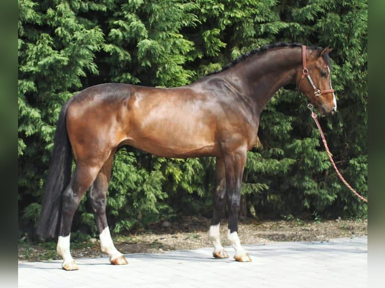 KWPN Gelding 5 years in Austria