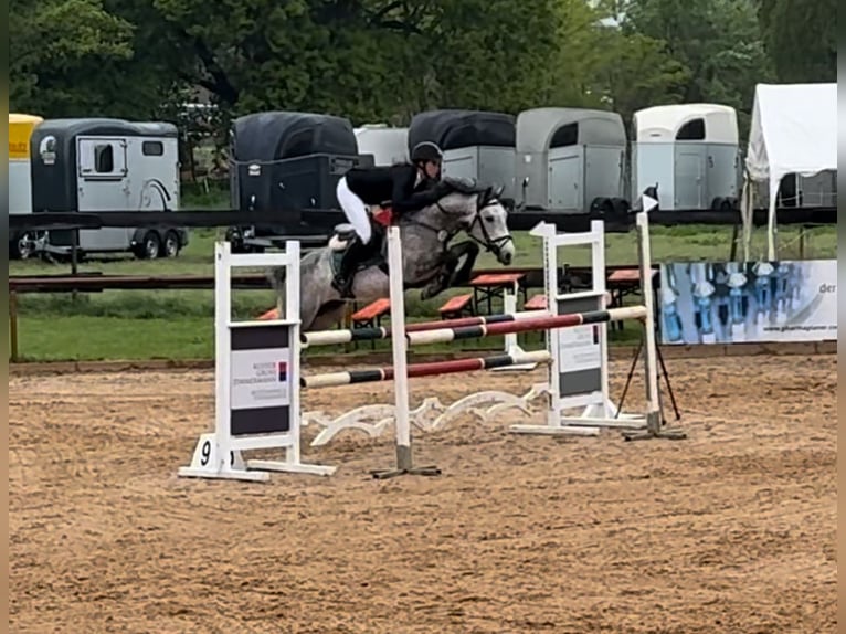KWPN Gelding 6 years 14,2 hh Gray in Buchen (Odenwald)