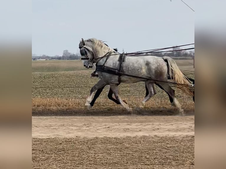 KWPN Gelding 6 years 15,2 hh Bay in Tass