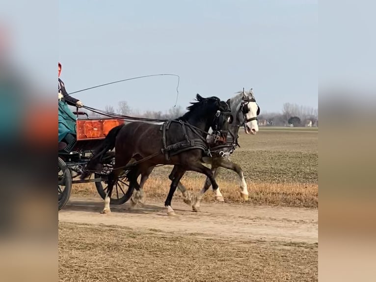 KWPN Gelding 6 years 15,2 hh Bay in Tass
