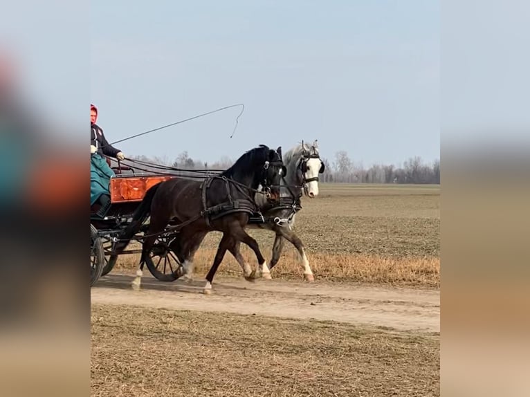 KWPN Gelding 6 years 15,2 hh Bay in Tass