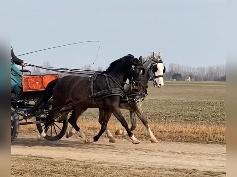 KWPN Gelding 6 years 15,2 hh Bay in Tass