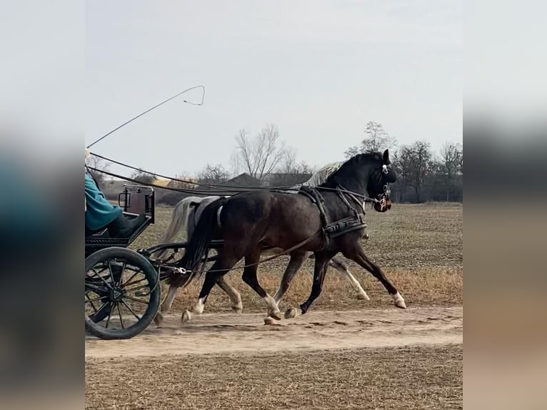 KWPN Gelding 6 years 15,2 hh Bay in Tass