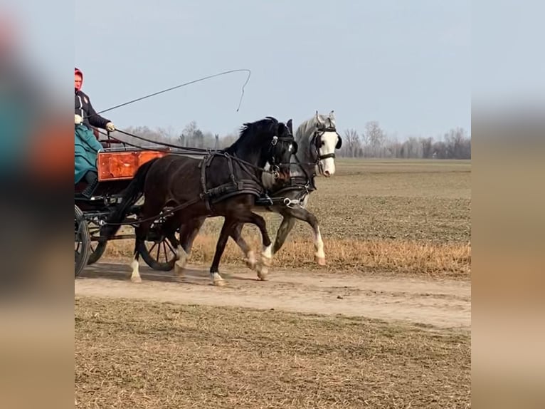 KWPN Gelding 6 years 15,2 hh Bay in Tass