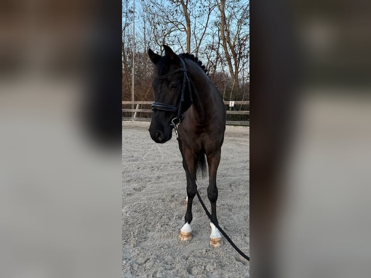 KWPN Gelding 6 years 15.2 hh Black in Ouddorp